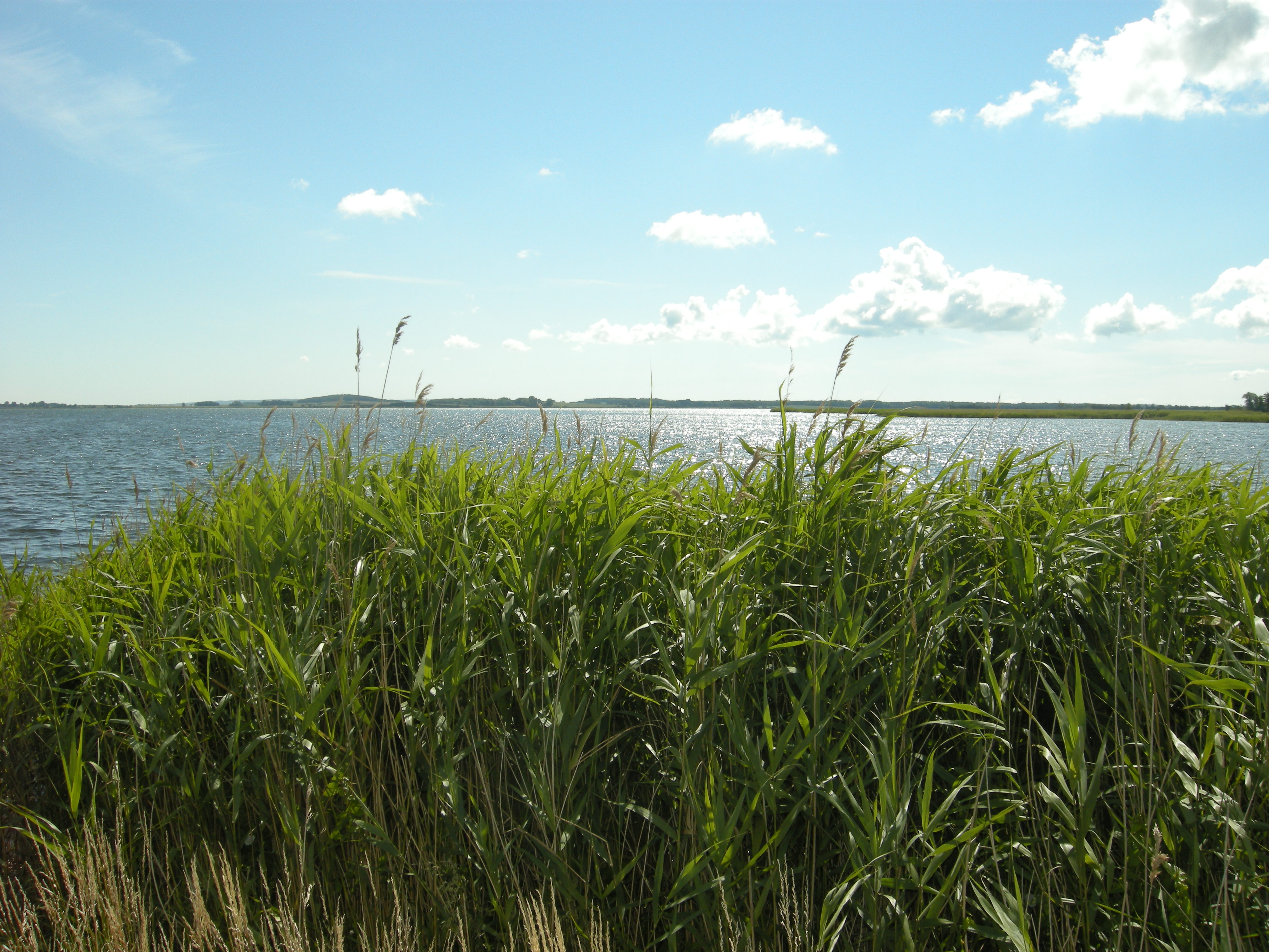 Ostsee Schilf